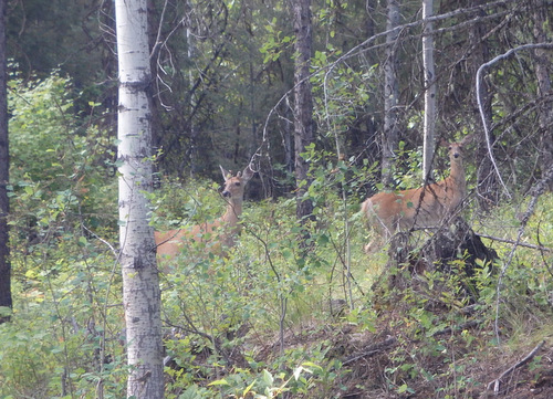 GDMBR: Deer (Richmond Peak area, MT).